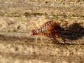 Chaitophorus sp.